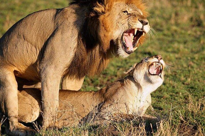 Safari Trip: Karen Blixen, Giraffe Center, Nairobi National Park