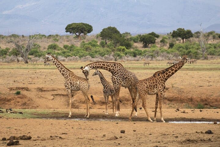 5-hours Nairobi National Park Game Drive 4x4 Vehicle Free Pick up