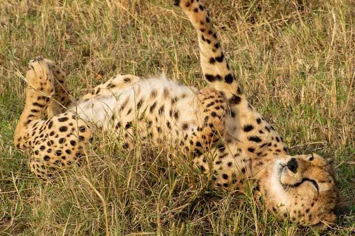 5-hours Nairobi National Park Game Drive 4x4 Vehicle Free Pick up