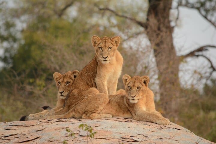 5-hours Nairobi National Park Game Drive 4x4 Vehicle Free Pick up
