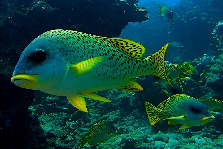 Snorkeling Experience at Ad Daymaniyat Islands in Muscat
