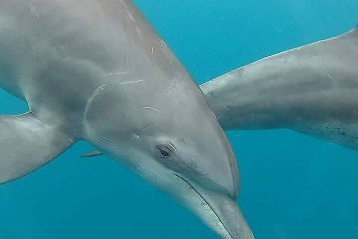 Full day Dolphin tour, Nungwi and Kendwa Beach Tour with Lunch