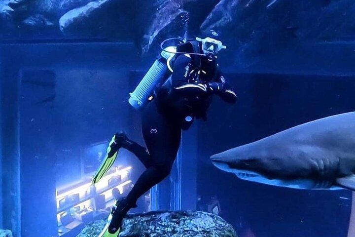 Dubai Aquarium Underwater Zoo with Penguin Cove Entry Tickets
