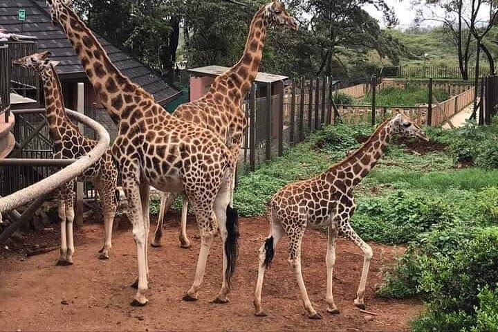 4 Days Safari Experience: Nairobi Park, City Trip And Diani Beach
