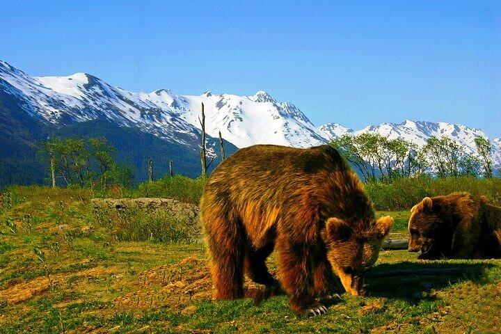 Anchorage to Seward Cruise Transfer & Wildlife Tour