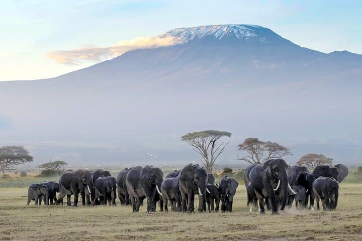 9 Days Best Of Kenya Wildlife Luxury Safari with Flights