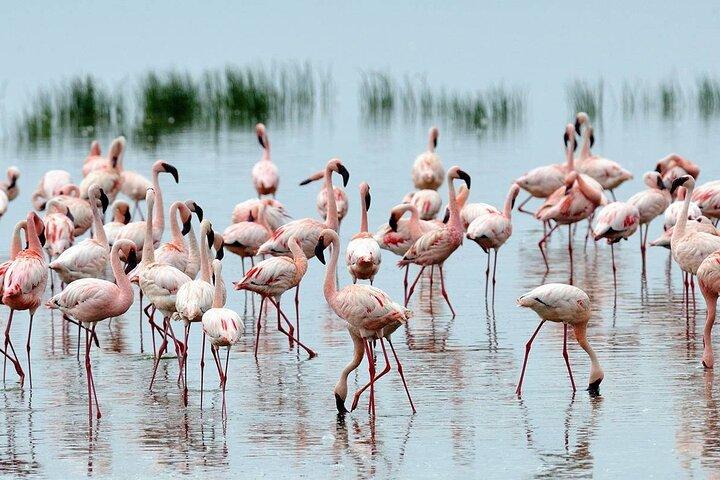 3 Days Lake Nakuru National Park Safari