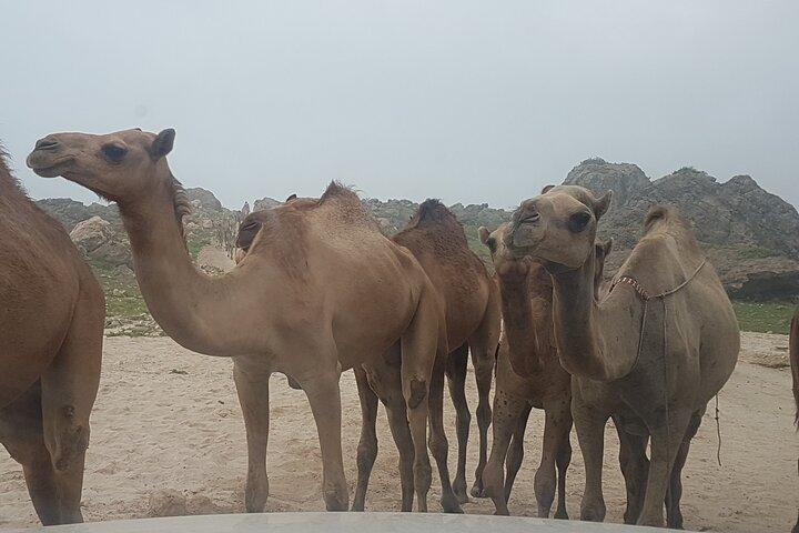 West Salalah Tour - Caribbean of Orient - Fazayah Beach with City
