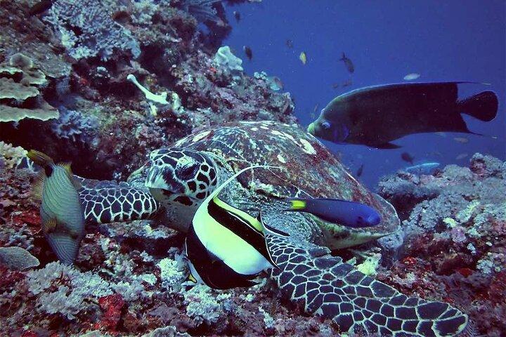 Swim with Manta Rays: Snorkeling Day Trip from Bali