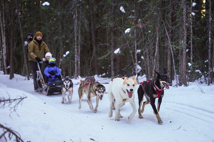 Dogsled and Reindeer Day Trip to Borealis Basecamp