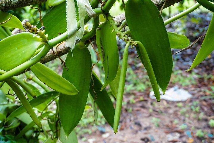 Full Day Private Tour To Stone Town, Prison Island and Spice Farm