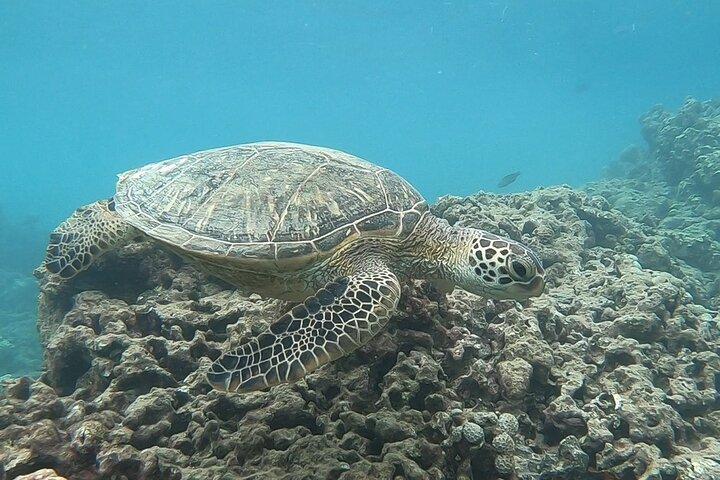 Hanauma Bay Guided Snorkeling Tour with Transportation