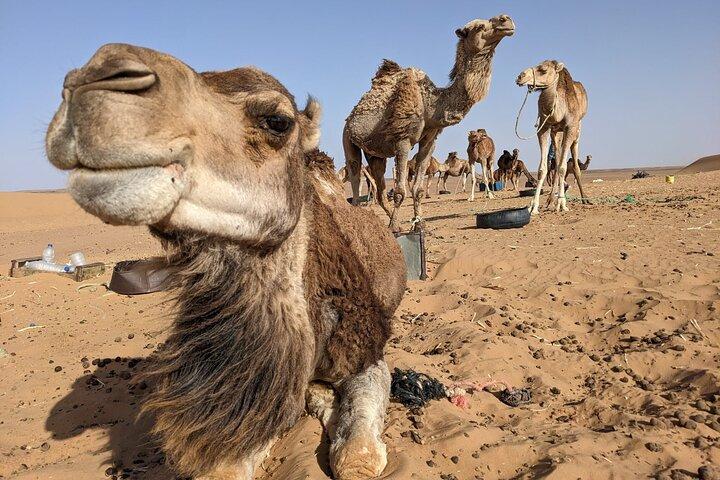 3-Day Trip from Fez to Marrakech via Merzouga Desert