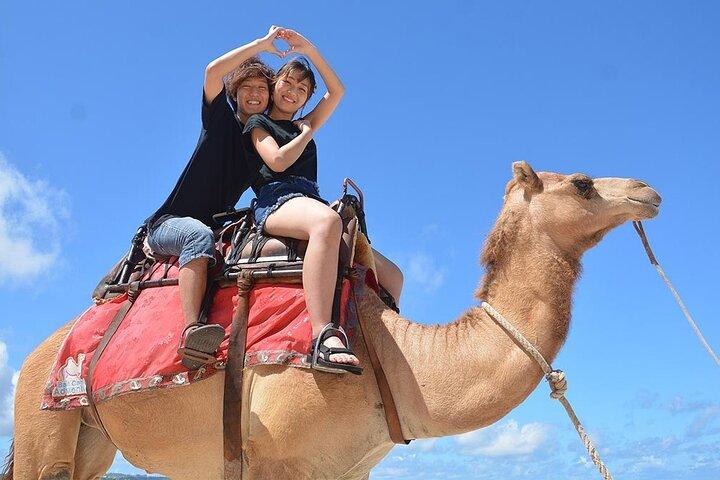 Morning Desert Safari Adventure, Quad Bike, Falcon & Camel Ride