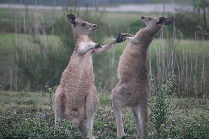 Kangaroos, Rainforest & Waterfalls Experience - Small Group