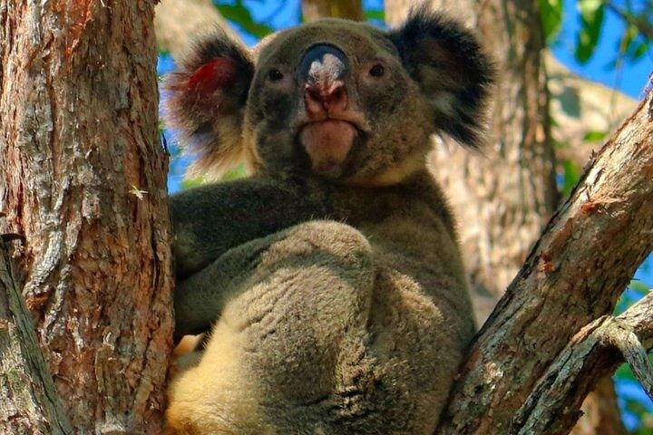Kangaroos, Rainforest & Waterfalls Experience - Small Group