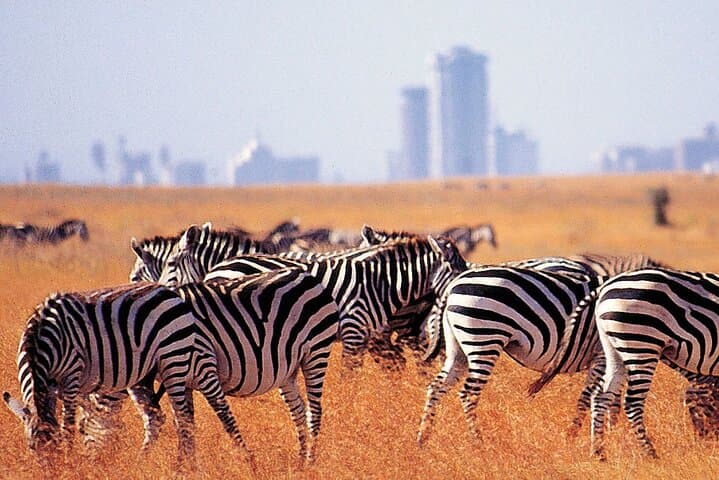 5 Hours Safari to Nairobi National Park.