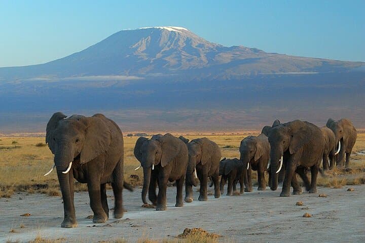 Day Tour To Amboseli National Park From Nairobi