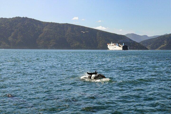 InterIslander Ferry - Wellington to Picton