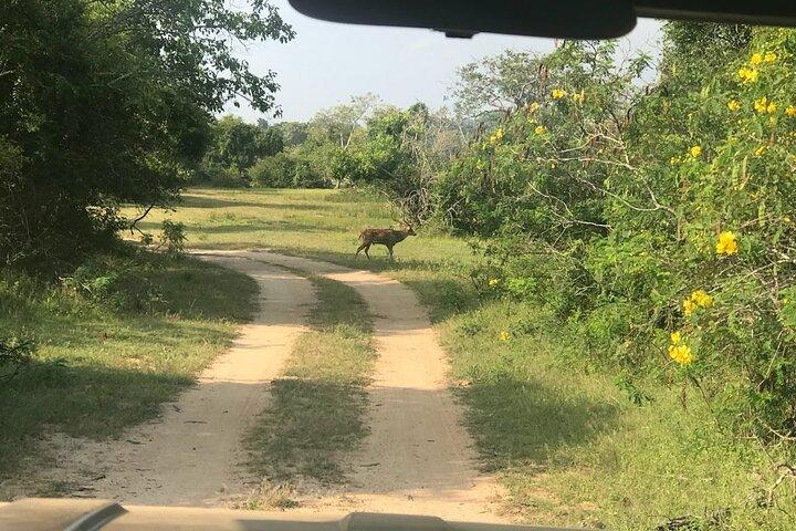 A Multi Day Tour Around Sri Lanka with Our Personal Driver