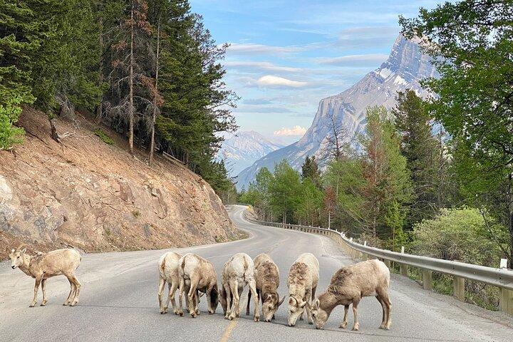 Explore Banff National Park Premium Day Trip