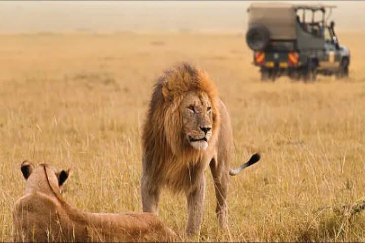 Kenya safari
