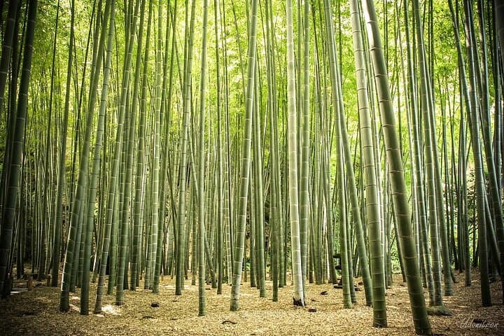 Kamakura Private Tour With Guide (From Tokyo)