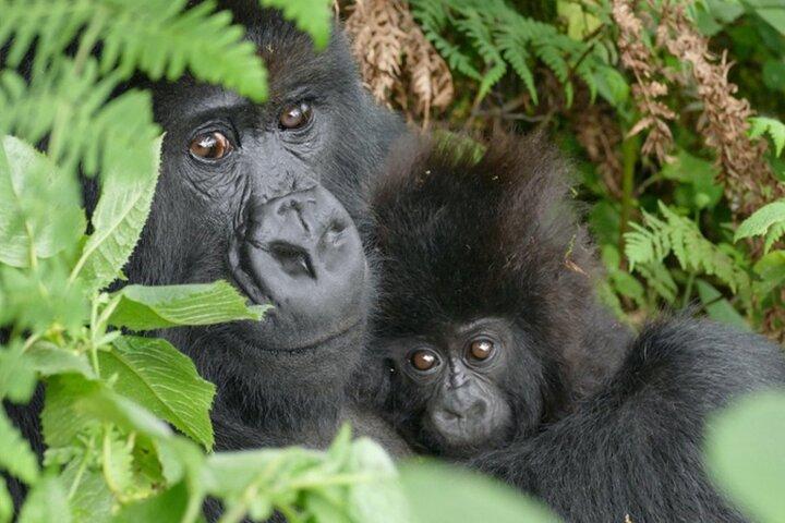 1 Day Gorilla Trekking Experience in Volcanoes National Park