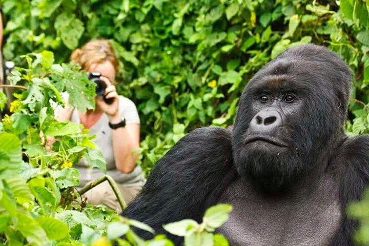 1 Day Gorilla Trekking Experience in Volcanoes National Park