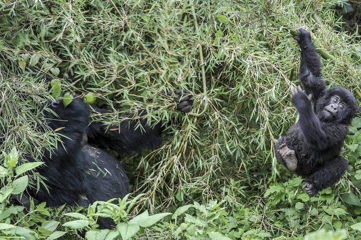 1 Day Gorilla Trekking Experience in Volcanoes National Park