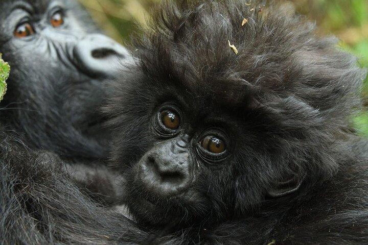 1 Day Gorilla Trekking Experience in Volcanoes National Park