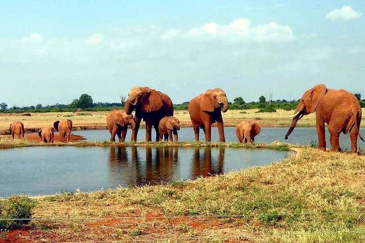 4 Days Wildlife Safari in Amboseli and Tsavo