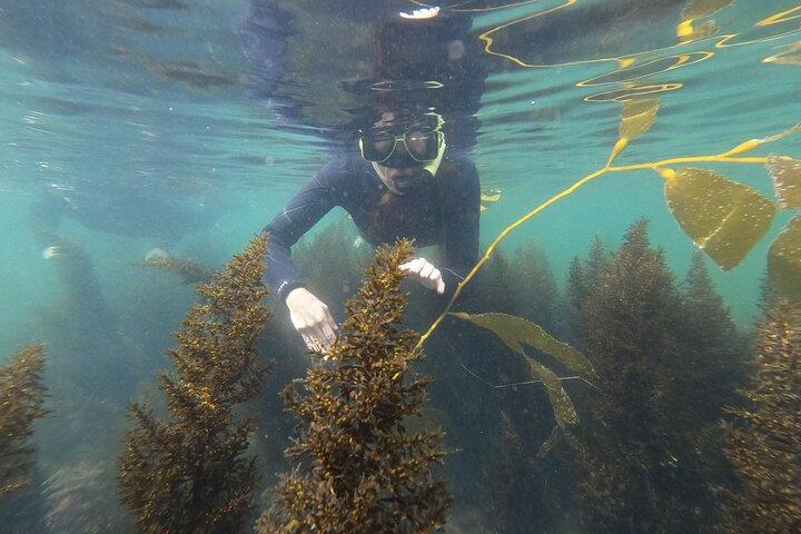 Snorkel San Diego's Mission Bay with a Marine Biologist