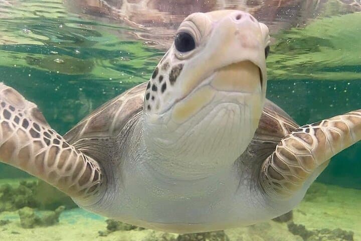 Cairns Aquarium General Admission and Turtle Hospital Tour