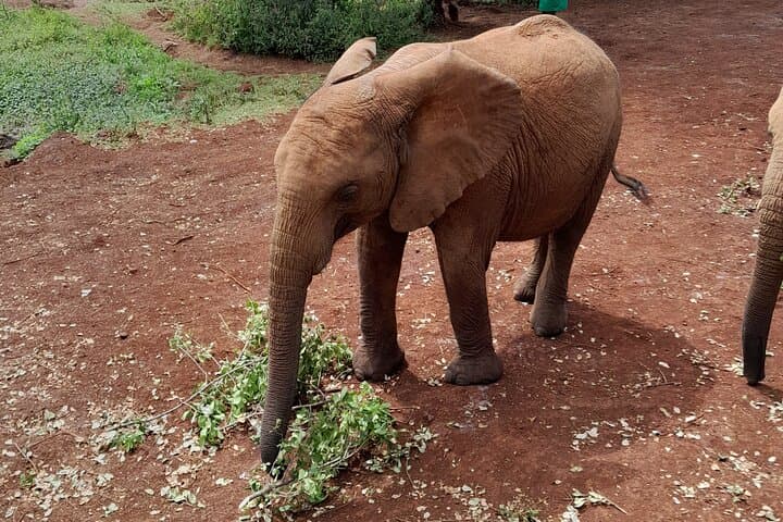 Giraffe Centre and Elephant Orphanage Guided Tour In Nairobi.