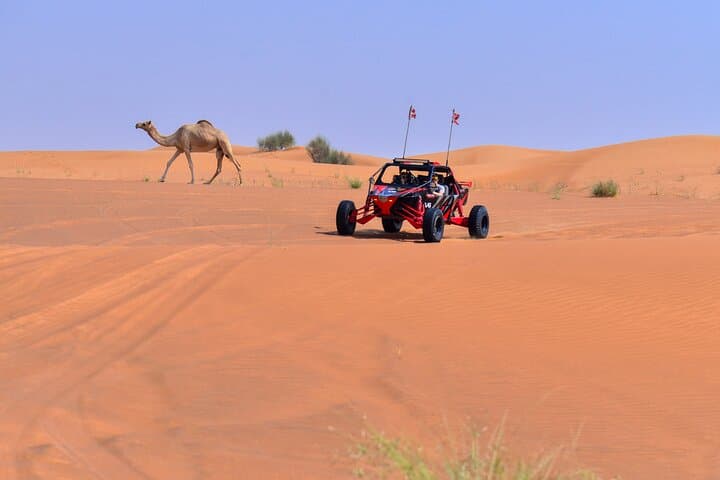 Dune Buggy Ride with Private BBQ Dinner in the Desert