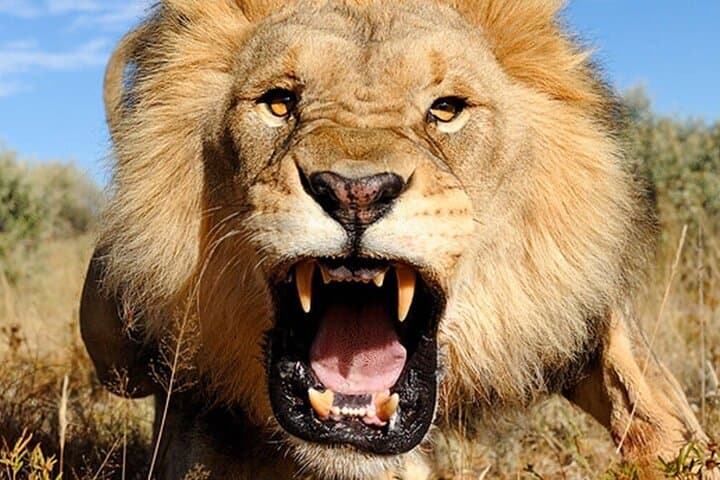 6 Days Lake Bogoria Nakuru Naivasha And Maasai Mara Safari