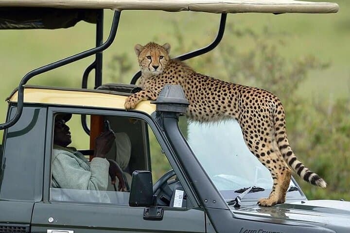 6 Days Lake Bogoria Nakuru Naivasha And Maasai Mara Safari