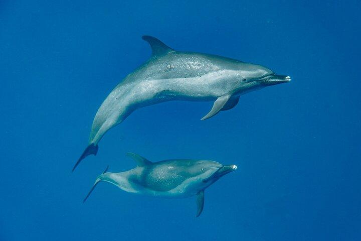 Swim With Dolphins & Turtles in West Oahu (Semi-Private Tours)