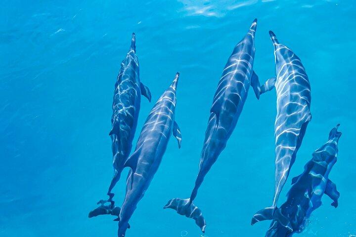 Swim With Dolphins & Turtles in West Oahu (Semi-Private Tours)