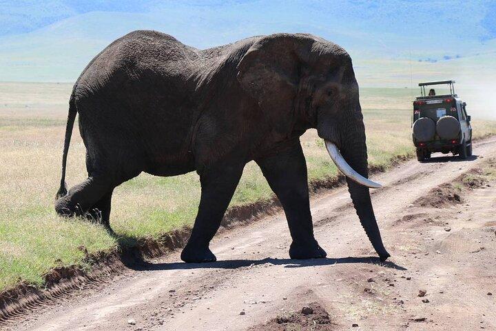 9 Days of Wildlife Adventure with Flights High End in Kenya