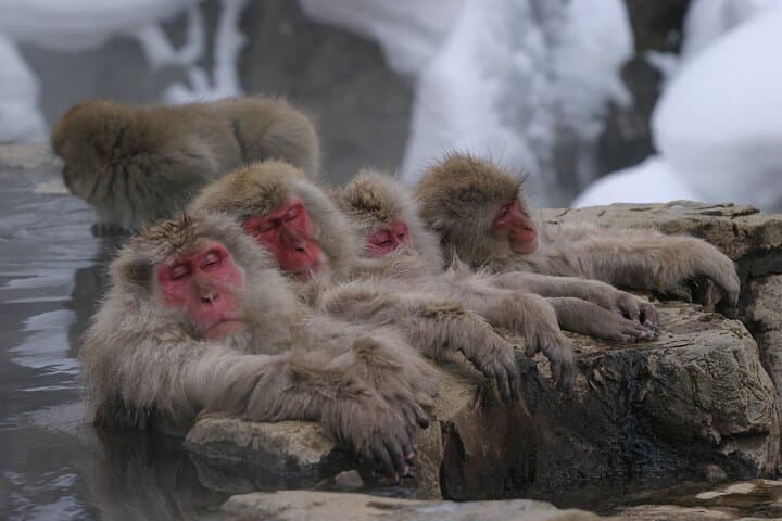 Snow Monkey Park and Miso Production Tour Bullet Train from Tokyo