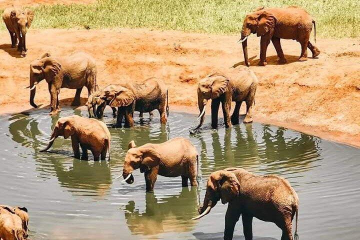 3 Day Private Ol Pejeta Safari with a Farming Trip