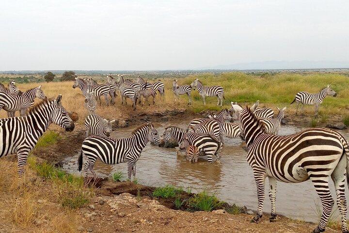 3 Day Private Ol Pejeta Safari with a Farming Trip