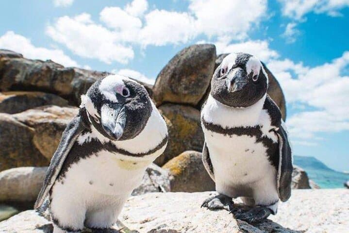 Cape Peninsula PRIVATE TOUR: Cape Point / Penguin / Seal island