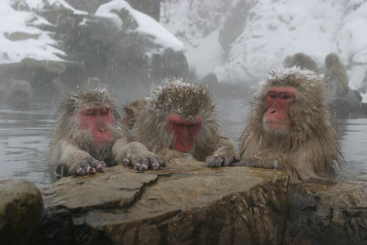 Snow Monkey Park and Miso Production Tour Bullet Train from Tokyo