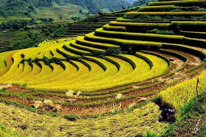 From Sapa: 1 Day Trekking to Terrace field and local Village