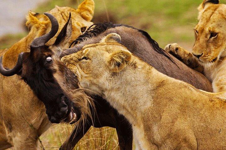 3 Day Masai Mara Safari Mid Range Accommodation