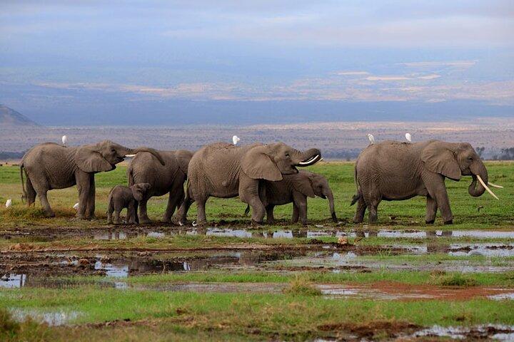 2 Days 1 Night Safari Amboseli National Park