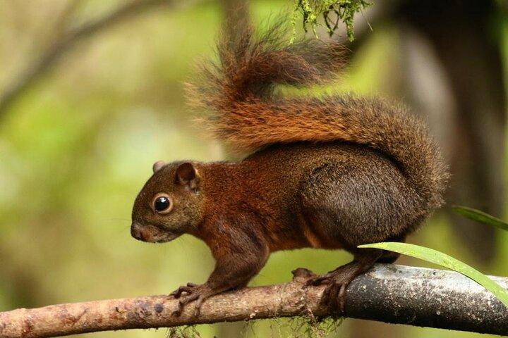Mindo Birding: 25 + Species for Amateurs & Pros.